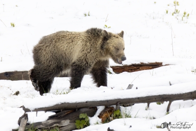Snow and Cub May 2025
